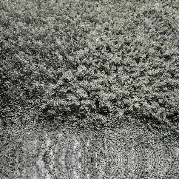 Photograph Jose Conceptes Enrevesamiento on One Eyeland